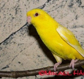 keltainen raita-aratti Bolborhynchus lineola yellow