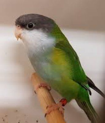 Psilopsiagon aymara harmaa-aratti