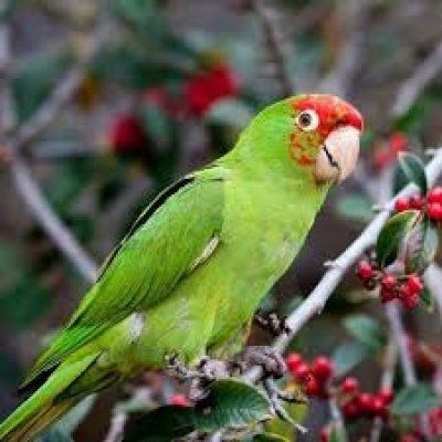 pahta-aratti Psittacara mitrata