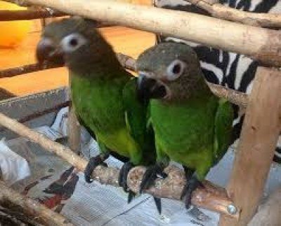 Aratinga weddellii harmaapääaratti