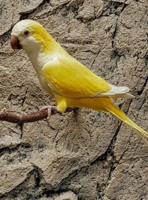 Myiopsitta monachus munkkiaratti