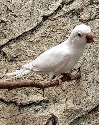 Myiopsitta monachus munkkiaratti