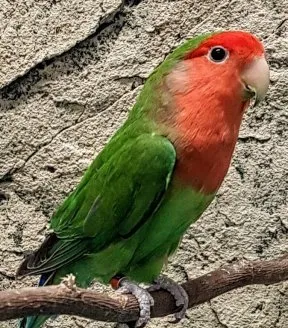 Agapornis roseicollis Ruusukaijanen