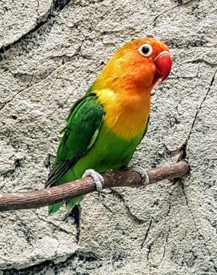 Viktoriankaijanen Agapornis fischeri