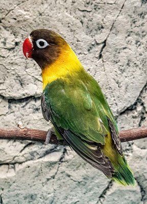 Naamiokaijanen Agapornis personatus