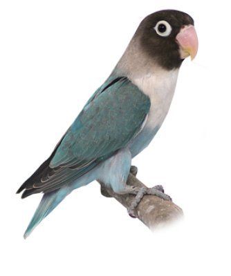 Agapornis personatus naamiokaijanen sininen