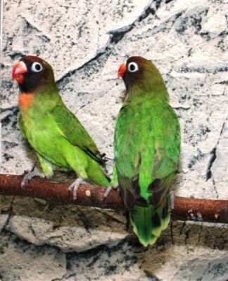 Agapornis nigrigenis jokikaijanen