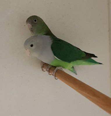 Agapornis canus pariskunta