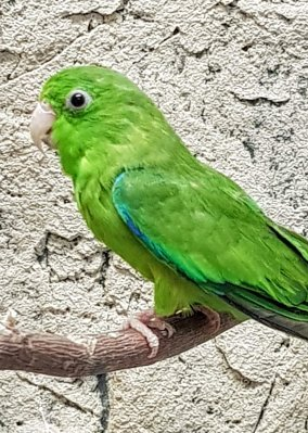 Forpus passerinus parviaranen myydään hinta