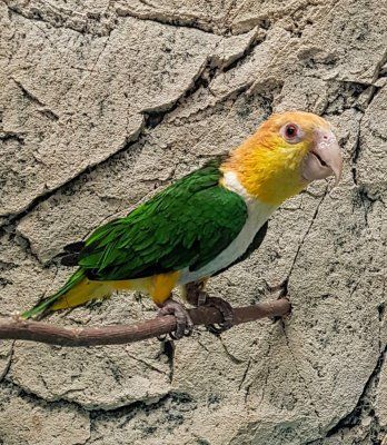 Pionites leucogaster