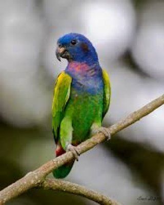 Pionus menstruus siniaratti