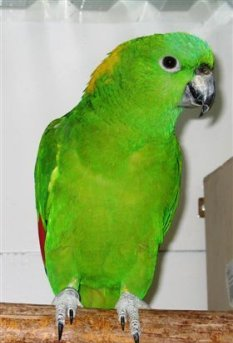 Amazona auropalliata keltaniska amazoni papukaija myydään poikanen