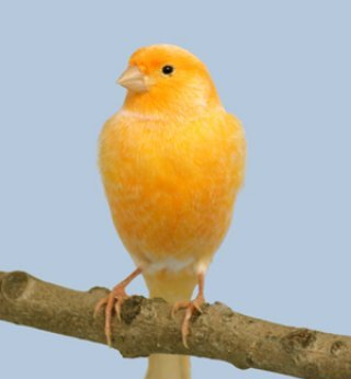 Serinus canaria kanarialintu kanarianhemppo oranssi kasvattaja myydään