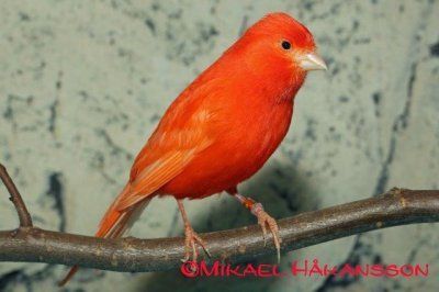 Serinus canaria kanarialintu kanarianhemppo punainen intensiivi