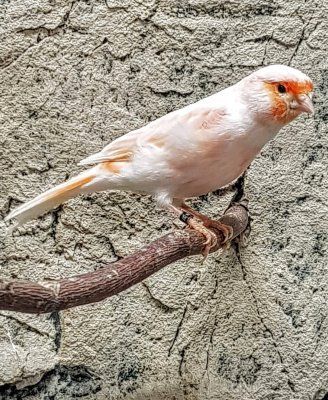 Serinus canaria kanarialintu kanarianhemppo punainen mosaiikki red mosaik