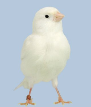 Serinus canaria kanarialintu valkoinen white