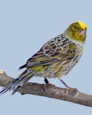 kanarialintu Serinus canaria kanarianhemppo lizard