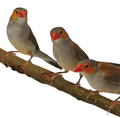 Estrilda melpoda savanninvahanokka peippo varpuslinnut