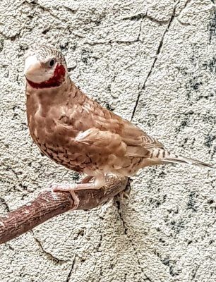 Amadina fasciata viiltopeippo myydään peipot peippoja kasvattaja