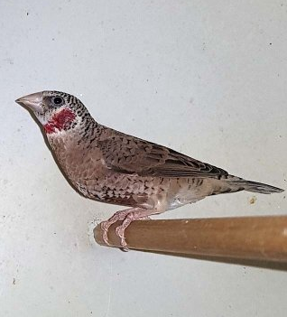 Amadina fasciata viiltopeippo uros