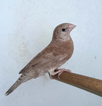 viiltopeippo naaras Amadina fasciata