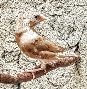 viiltopeippo oranssi naaras Amadina fasciata