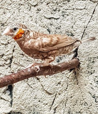 Amadina fasciata viiltopeippo oranssi uros