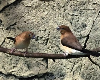 hopeanokka Lonchura cantans