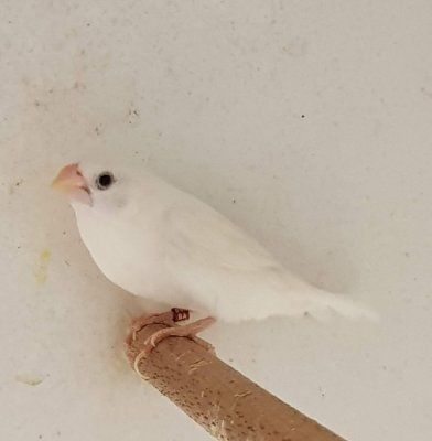 hopeanokka peippo valkoinen Lonchura cantans