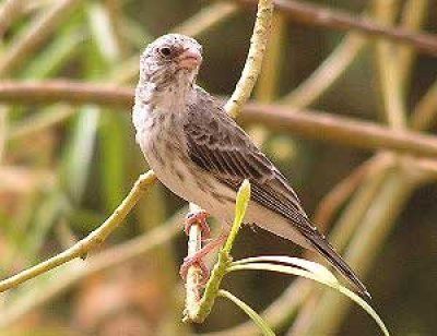 hirssihemppo hirssipeippo Serinus leucopygius