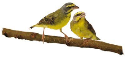 Serinus mozambicus viiksihemppo viiksipeippo