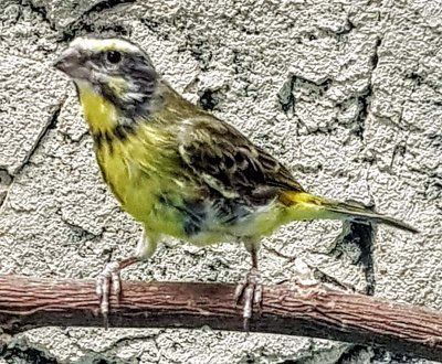 Serinus mozambicus viiksihemppo peippo