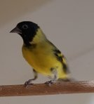 Spinus notata hupputikli tikli