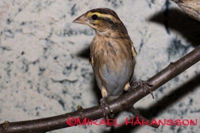 kultapiispa Euplectes afer myydään eläinkauppa