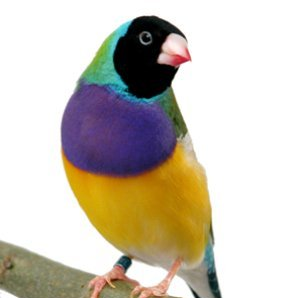 Erythrura gouldiae harlekiinipeippo myydään kasvattaja