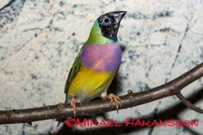 harlekiinipeippo naaras Erythrura gouldiae myydään