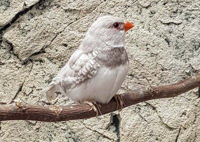 Stagonopleura guttata / 	Emblema guttata  Hinta: 150€ timanttituliperä