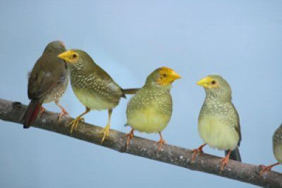 Tähtituliperä pori myydään