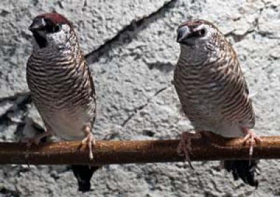 Neochmia modesta Australianruokopeippo