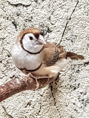 Helmiseeprapeippo Taeniopygia bichenovii