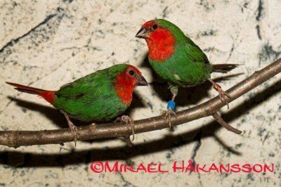 Uudenkaledonianparatiisipeippo Erythrura psittacea