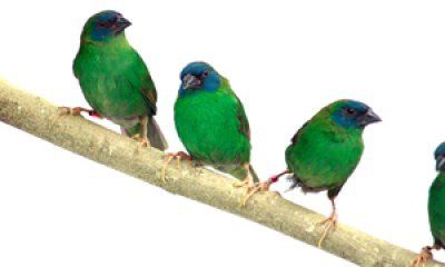 Sininaamapeippo Erythrura trichroa  Hinta: 120€