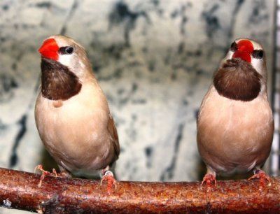 Peophilla scuticaudas Suippopyrstöpeippo