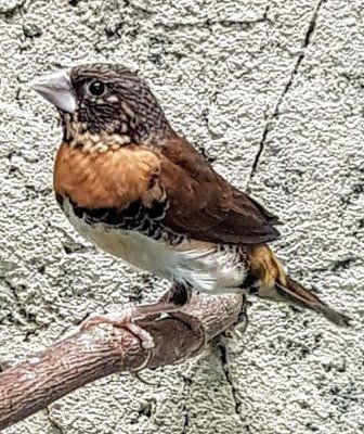 Ruskorintamanikki Lonchura castaneothorax  Hinta: 175€