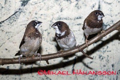 Valkoperämanikki Lonchura striata