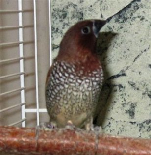 Suomumanikki Lonchura punctulata