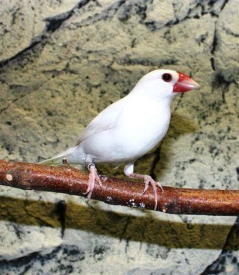 Riisipeippo Lonchura oryzivora