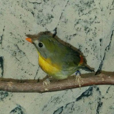 Leiothrix lutea Tulirintatimali