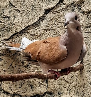 naurukyyhky kyyhkynen isabel isabell