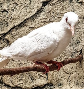 naurukyyhky valkoinen kyyhkynen häihin